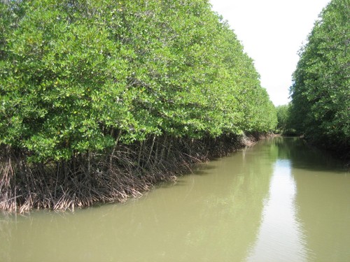 Aquaculture under forest canopy helps Tra Vinh mangrove trees revive - ảnh 3